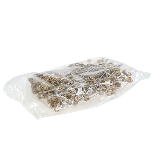 tételeket Salignum fehérre meszelt protea száron 25 db