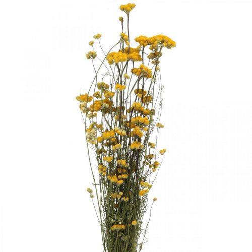 Floristik24 Curry csokor, sárga szárított virág, arany nap, olasz helichrysum L58cm 45g