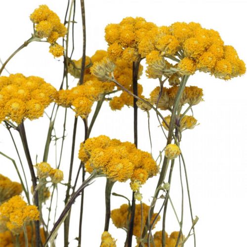 tételeket Curry csokor, sárga szárított virág, arany nap, olasz helichrysum L58cm 45g
