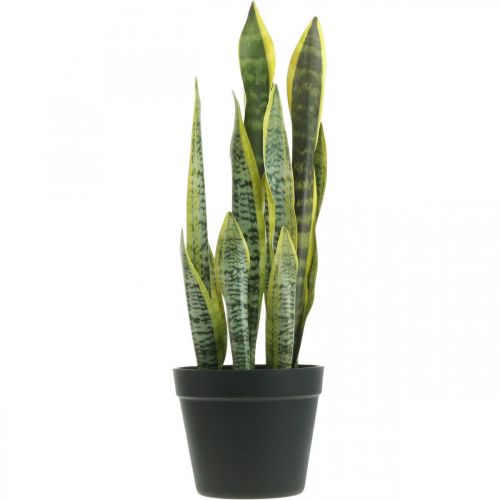Floristik24 Sansevieria, művirág, masnikender cserépben H50cm Ø14cm