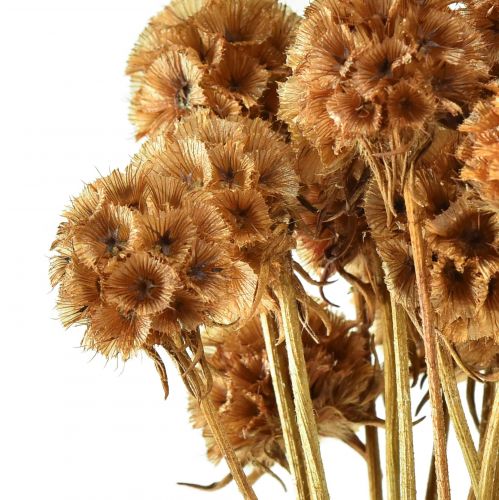 Floristik24 Scabiosa szárított természetes scabiosa szárított virágok M50cm 100g