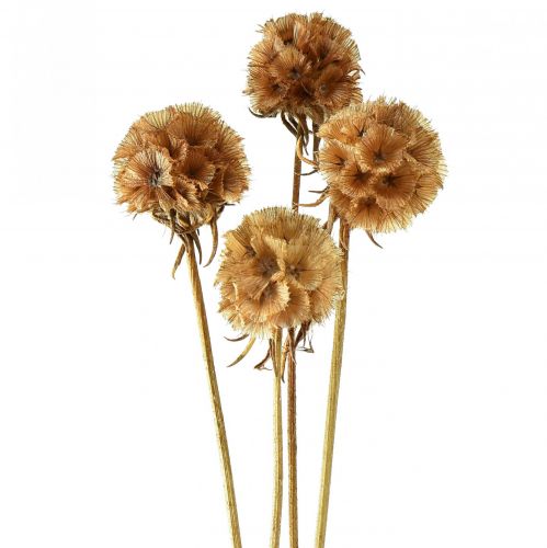 Floristik24 Scabiosa szárított természetes scabiosa szárított virágok M50cm 100g