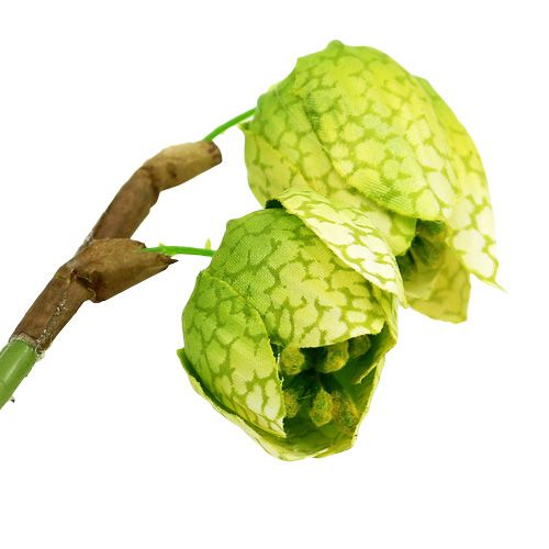 Floristik24 Sakkvirág zöld, gyökerekkel L30cm