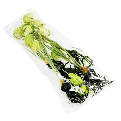 Floristik24 Sakkvirág zöld, gyökerekkel L30cm