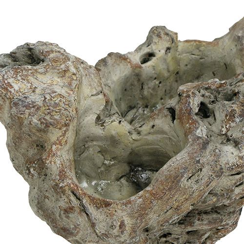 Floristik24 Tálfa gyökér 25,5cm x 14cm H11,5cm