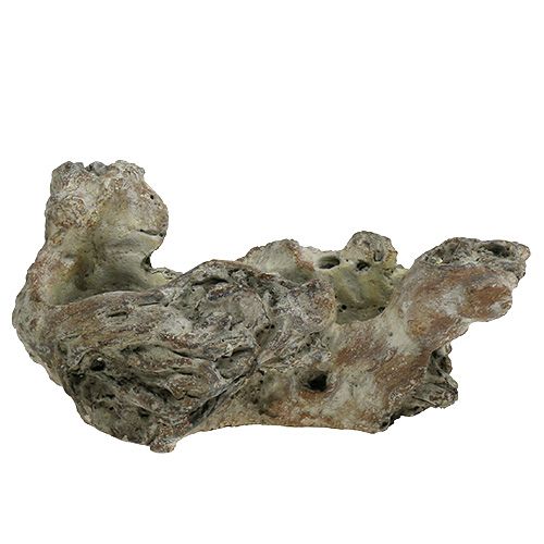 Floristik24 Tálfa gyökér 25,5cm x 14cm H11,5cm