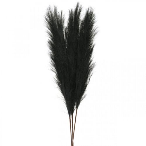 Floristik24 Feather Grass Fekete kínai nád Műszáraz fű 100cm 3db