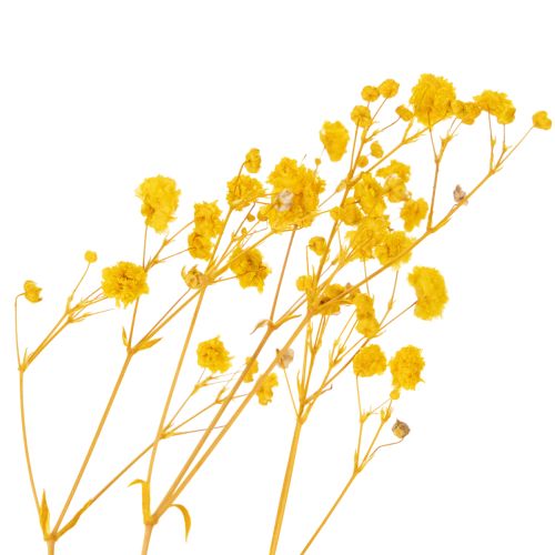 tételeket Szárított virágcsokor babalevessel. Dekoratív, virágzó ágak, amelyek alkalmasak szezonális asztaldísznek. 70 cm