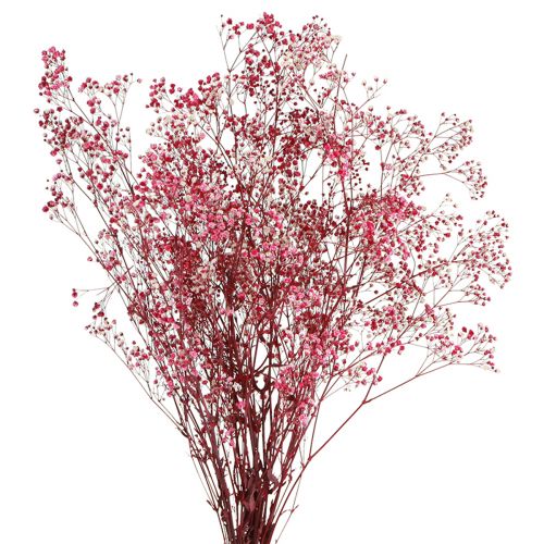 Floristik24 Gypsophila paniculate gipszfű bogyóban L50cm 55g