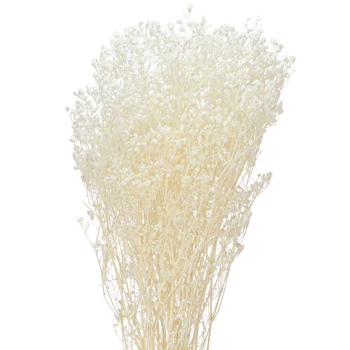 Floristik24 Gypsophila fehér szárított fű dekorációs krém 65-70cm 100g