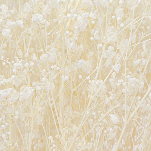 Floristik24 Gypsophila fehér szárított fű dekorációs krém 65-70cm 100g