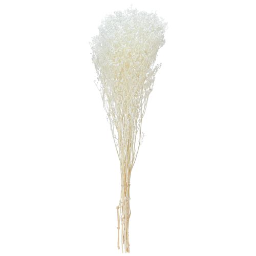 Floristik24 Gypsophila fehér szárított fű dekorációs krém 65-70cm 100g