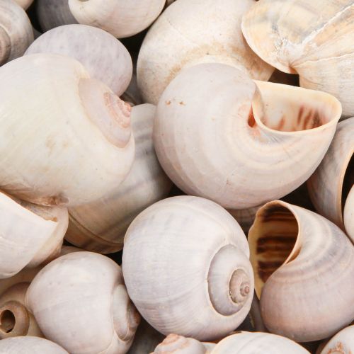 Floristik24 Csigadísz csigaház természetes szárazföldi csiga üres 500g