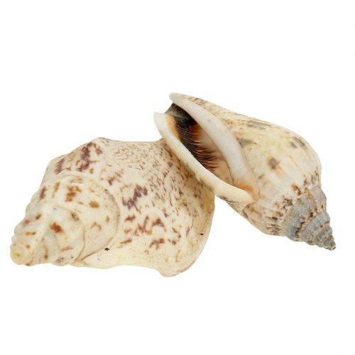 Floristik24 Csigahéj természet 815g