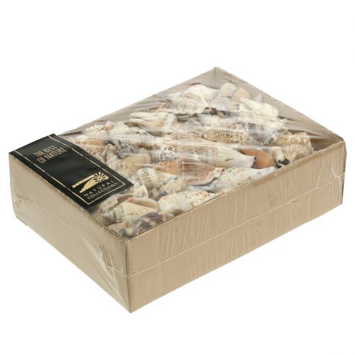 Floristik24 Csigahéj természet 815g
