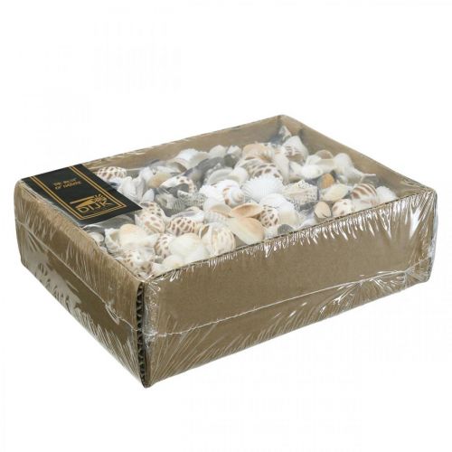 Floristik24 Kagyló Mix Mini, Tengeri csigák, Természetes Kagyló L1-4cm 1000g