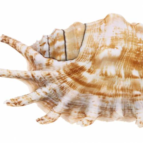 Floristik24 Tengeri csiga százlábú csiga natúr 11-15cm 10 db