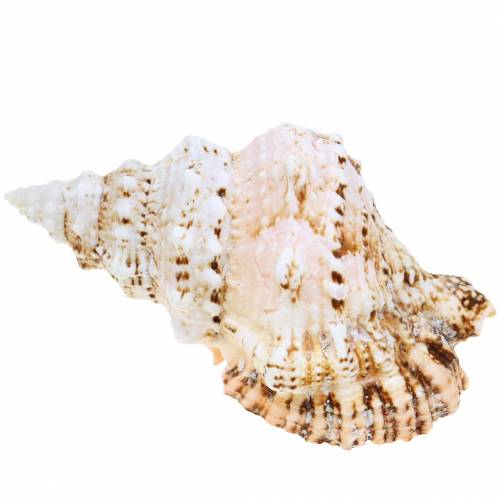 Floristik24 Tengeri csiga óriásbéka csiga természet 18-20cm