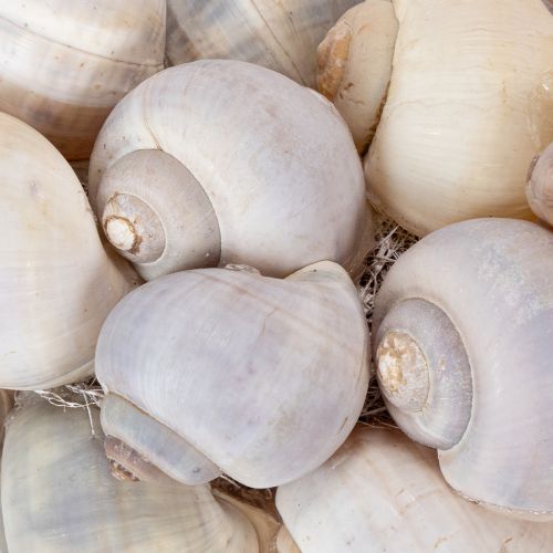 tételeket Csiga koszorú akasztásra, díszes koszorú, tengerész stílusú, Nathai, Ø35cm