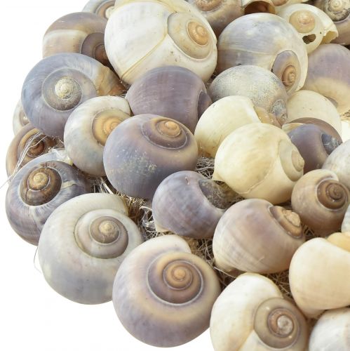 Floristik24 Csigakoszorú akasztható dekoratív koszorúhoz tengeri Nathai Ø35cm