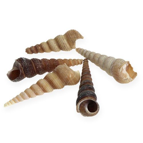 Floristik24 Terebra Turitella 1 kg_hu