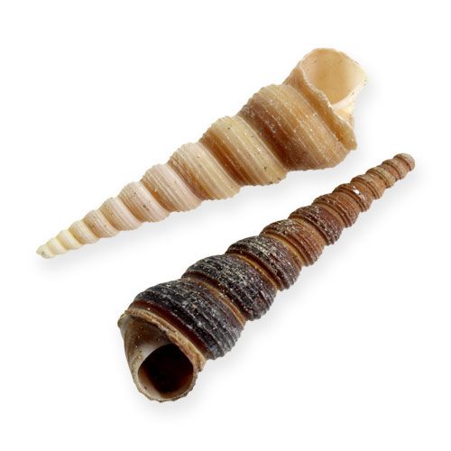 Floristik24 Terebra Turitella 1 kg_hu