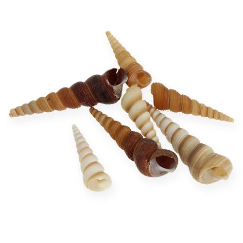 Floristik24 Toronycsiga Turritella terebra 1kg