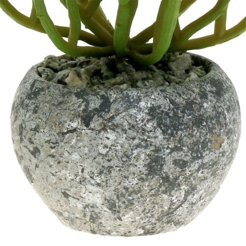 Floristik24 Mesterséges növények cserépben Artificial Succulent Green H15cm