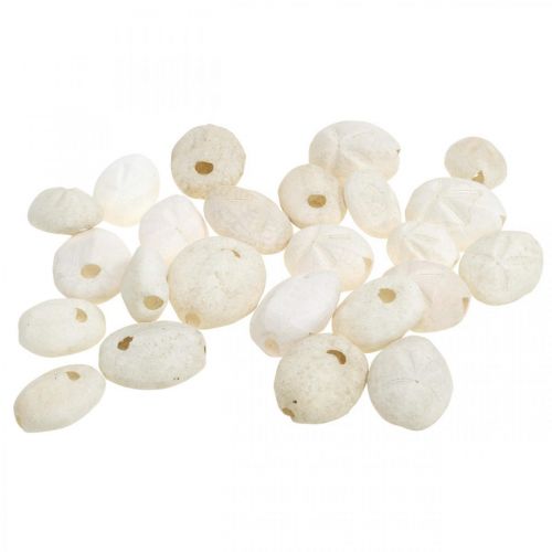Floristik24 Tengeri sün fehér, tengeri natúr dekoráció 4cm-6cm 25 db