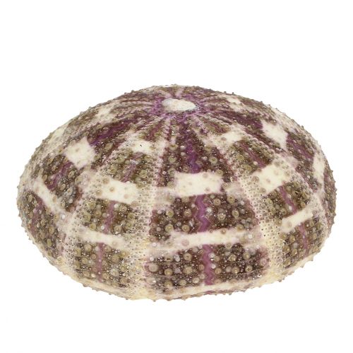 Floristik24 Tengeri sün keverék zöld-lila 9 db