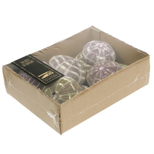 Floristik24 Tengeri sün keverék zöld-lila 9 db