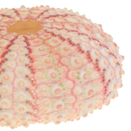 tételeket Tengeri sün rózsaszín tengeri dekoráció 36db