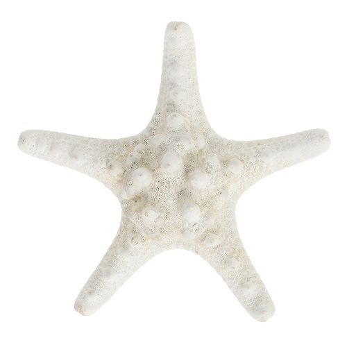 Floristik24 Tengeri csillag 9cm - 11cm fehér 20p