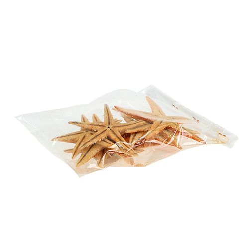 Floristik24 Szárított tengeri csillag 8cm - 10cm 10 db