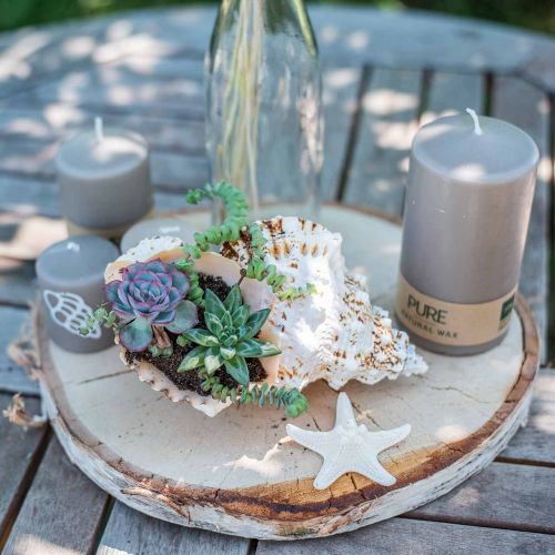 tételeket Gombok tengeri csillag fehér 30db