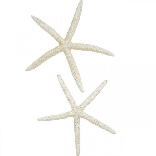 Tengeri csillag dekoráció fehér, tengeri dekoráció 15-17cm 10db