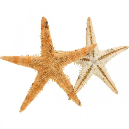 tételeket Tengeri csillag szórvány dekoráció otthoni deco mini tengeri csillag természet 2-4cm 50db