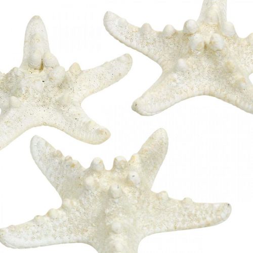 tételeket Tengeri csillag dekoráció fehér, szárított tengeri csillag kézműves célra 7-11cm 15db