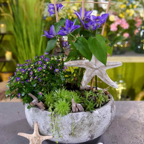 Floristik24 Tengeri csillag, tengeri fa dekoráció natúr színű, fehér H23,5cm