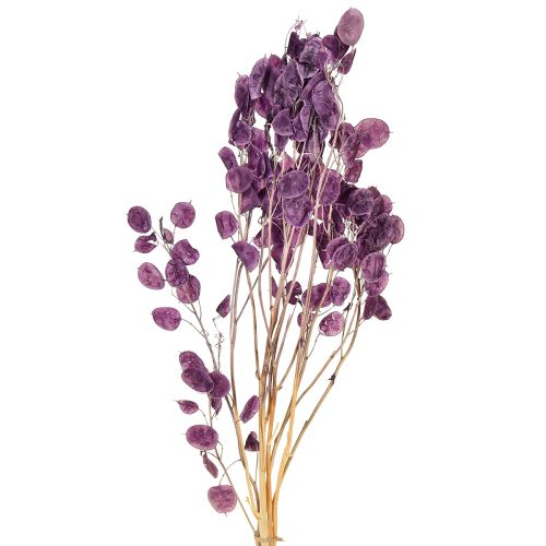 Floristik24 Szárított ezüstlevél Lunaria holdi ibolya lila 65-70cm 20g