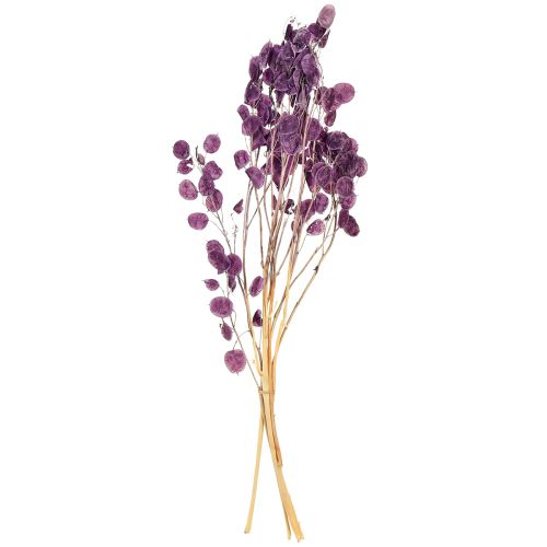 tételeket Szárított ezüstlevél Lunaria holdi ibolya lila 65-70cm 20g