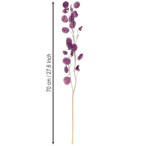 tételeket Szárított ezüstlevél Lunaria holdi ibolya lila 65-70cm 20g