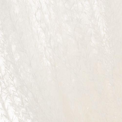 tételeket Szárított virágok, ezüstfű. Elegáns természetes dekoráció otthonra és irodába. 70 cm, 10 darab.