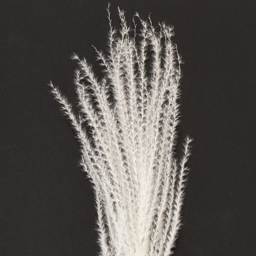 tételeket Szárított virágok, ezüstfű. Elegáns természetes dekoráció otthonra és irodába. 70 cm, 10 darab.