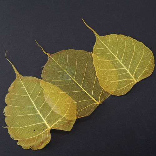 Csontvázas Bodhi levelek kreatív dekorációkhoz