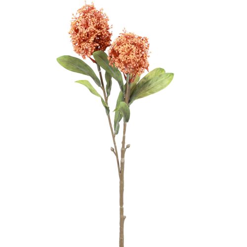 Skimmie Skimmia Japonica Művirágok Narancs DryLook L59cm