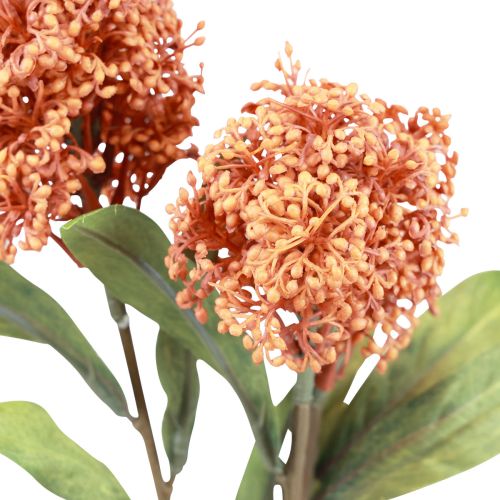tételeket Skimmie Skimmia Japonica Művirágok Narancs DryLook L59cm