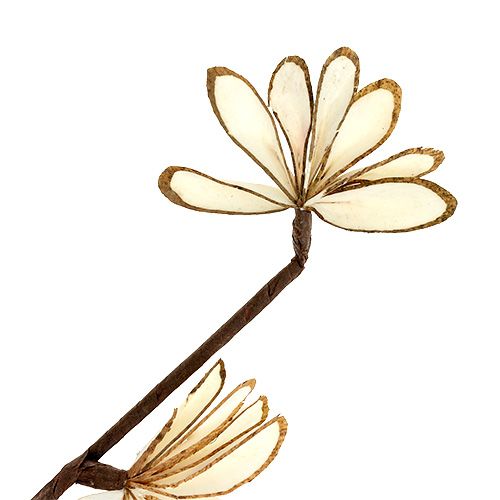 Floristik24 Sola Chips Sunny Stick Barna, Fehér 6 db.