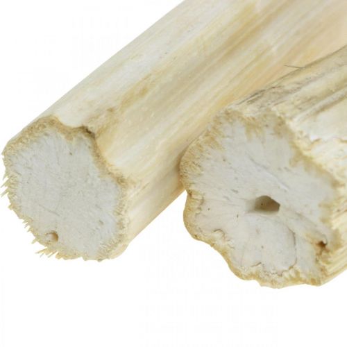 Floristik24 Napraforgó szár fehérítve 10cm 24 db