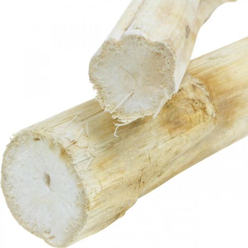 Floristik24 Napraforgó szár 20cm fehér 12 db